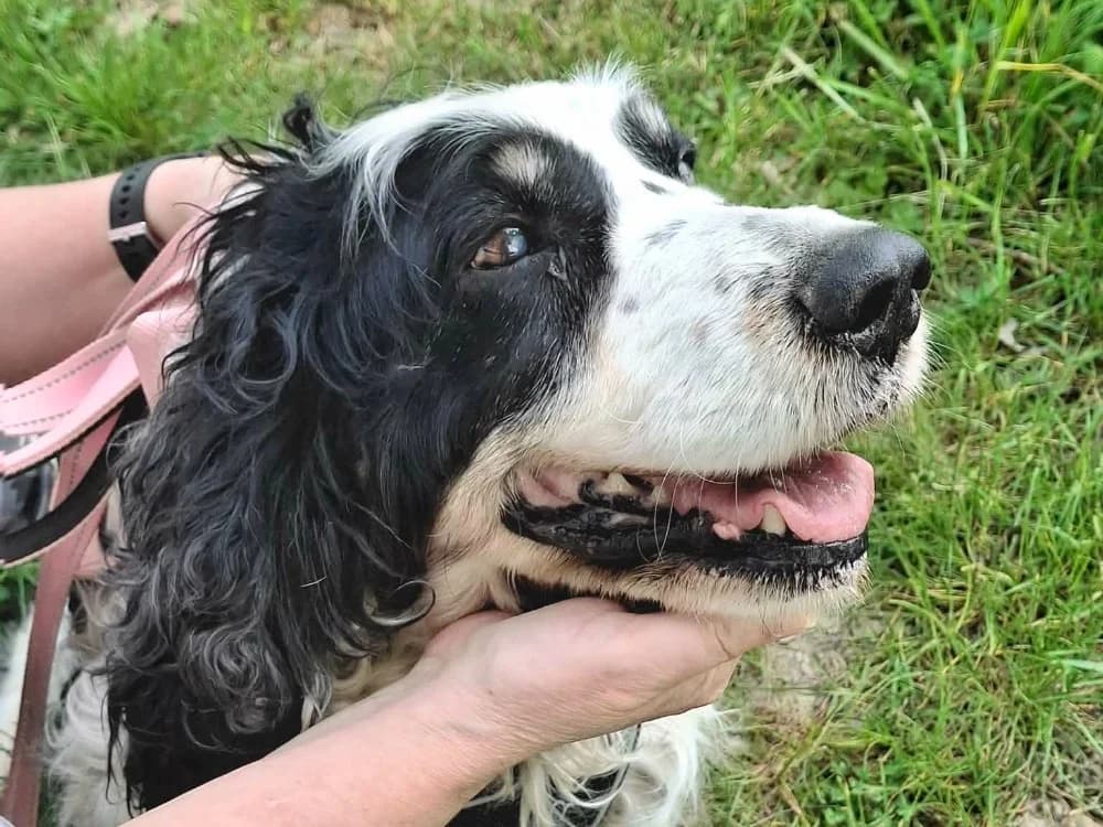 SIMBA, male senior mixed breed for adoption at SPA Troyes, Troyes
