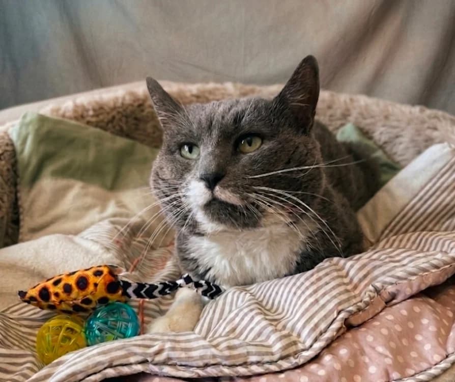 GON, male 5yo Mixed Breed for adoption at SPA Troyes, Troyes