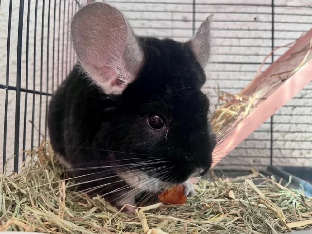 NINJA, female Chinchilla for adoption at SPA Troyes, Troyes