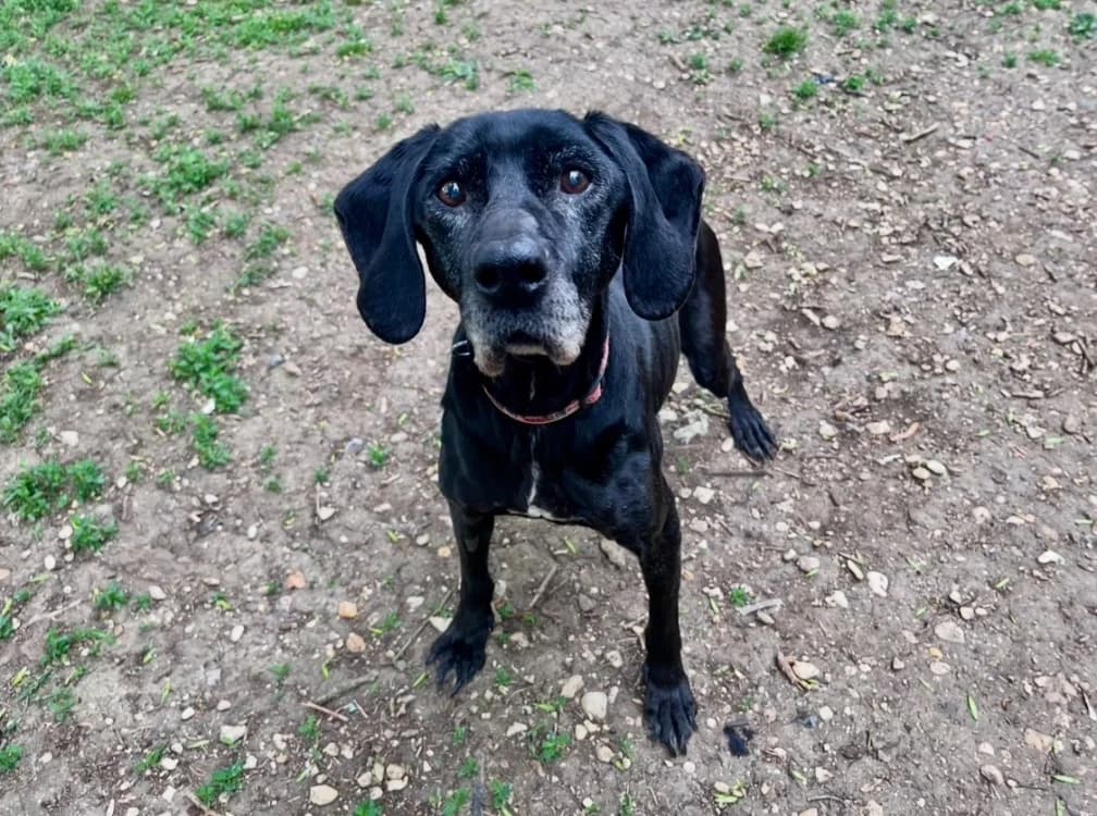 GALICE, female senior Pointer for adoption at SPA Troyes, Troyes