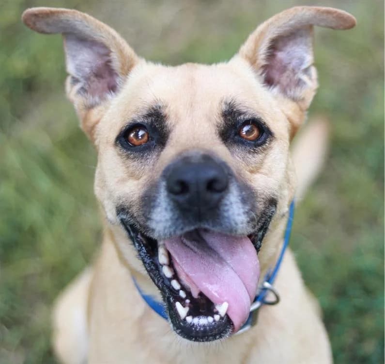 BRIDA, female 6yo mixed breed for adoption at SPA Troyes, Troyes