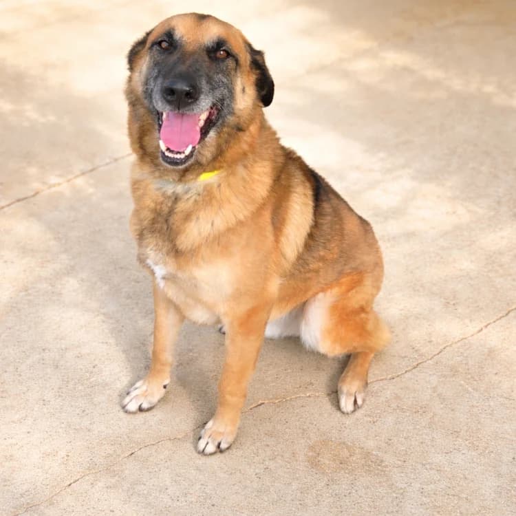 ITAK, male senior Belgian Malinois for adoption at SPA Troyes, Troyes