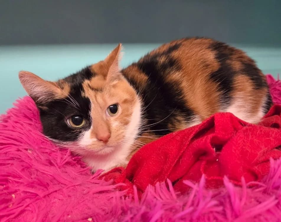 Mary, female 5yo Mixed Breed for adoption at SPA Troyes, Troyes