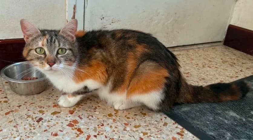 MELBA, Mixed Breed (SPA Troyes)
