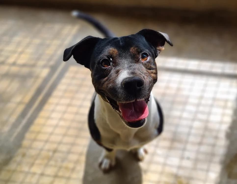 CHIPOLATA, male senior Mixed Breed for adoption at SPA Troyes, Troyes