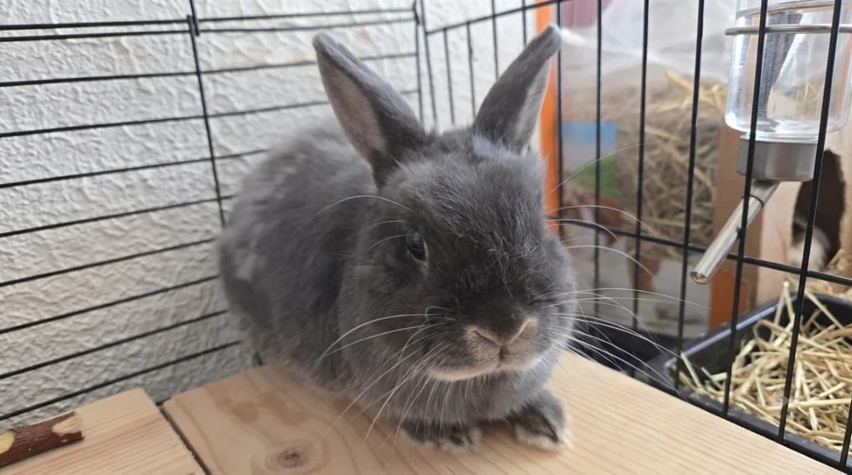 TALLY, female 5yo Mixed Breed for adoption at SPA Troyes, Troyes