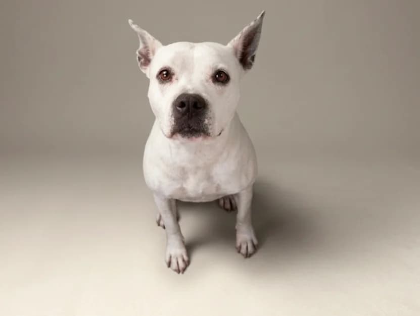 NAYA, female 6yo mixed breed for adoption at SPA Troyes, Troyes