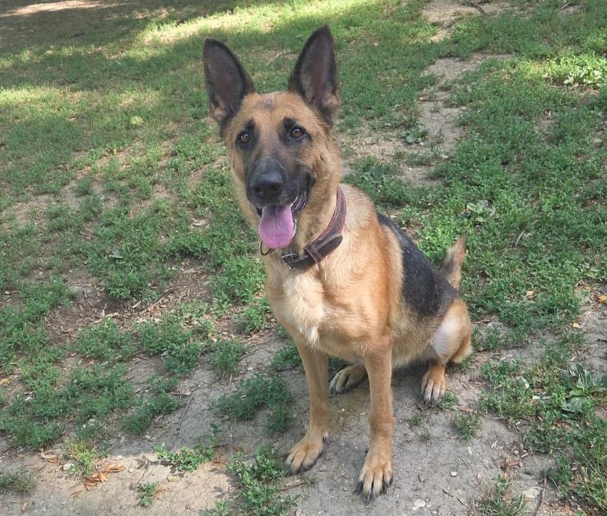 LAÏA dit BELLE, female 4yo German Shepherd for adoption at SPA Troyes, Troyes