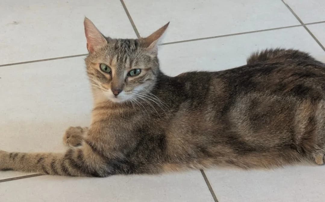 SINDEL, female Mixed Breed for adoption at SPA Troyes, Troyes