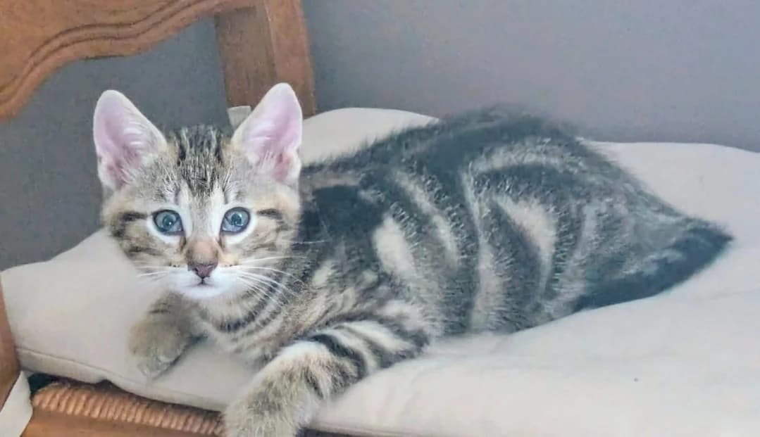 MILEENA reservée, female Mixed Breed for adoption at SPA Troyes, Troyes