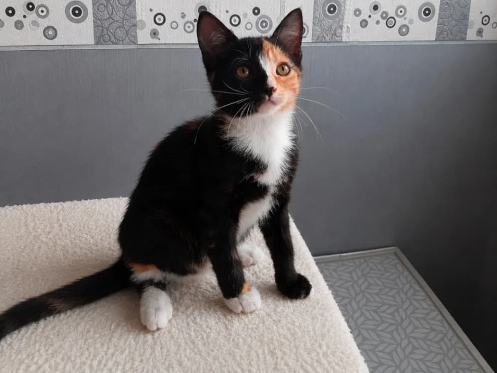 HARLEY QUEEN reservée, female Mixed Breed for adoption at SPA Troyes, Troyes