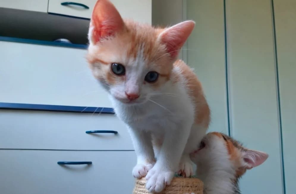 HOLLIE, female Mixed Breed for adoption at SPA Troyes, Troyes
