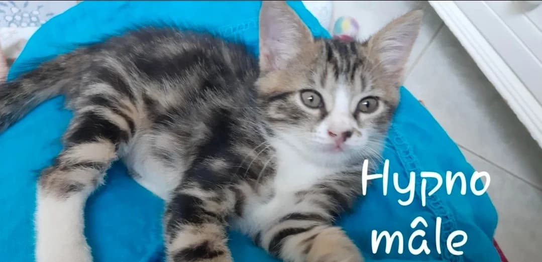 HYPNO, male puppy Mixed Breed for adoption at SPA Troyes, Troyes