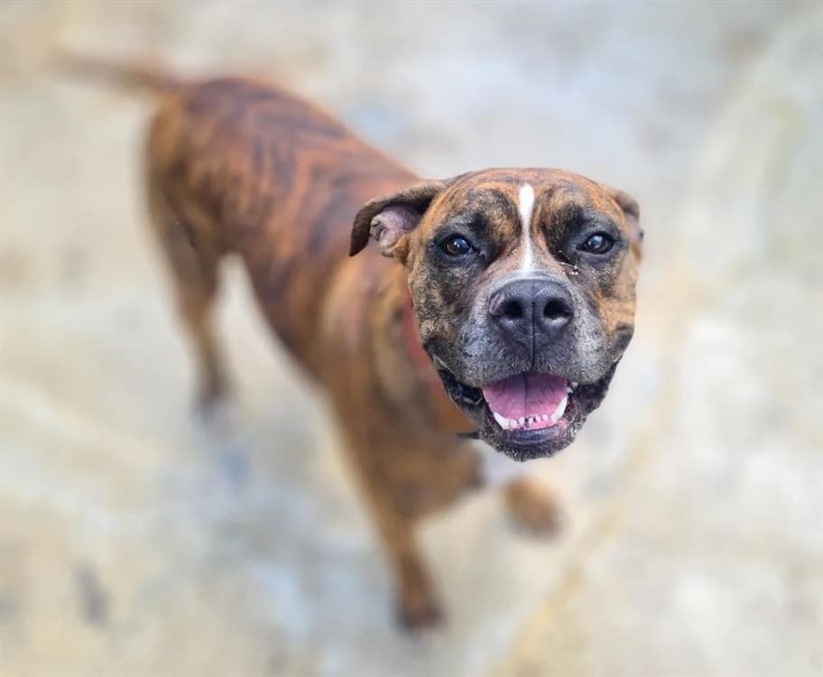PRISKA, female 5yo Mixed Breed for adoption at SPA Troyes, Troyes