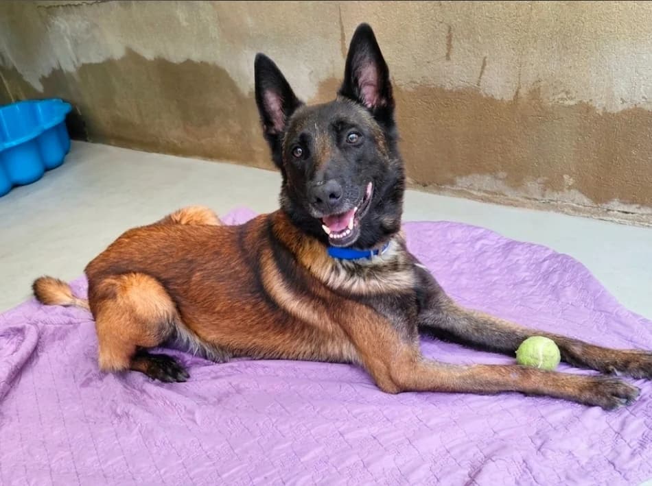 THOR, male 3yo Husky for adoption at SPA Troyes, Troyes