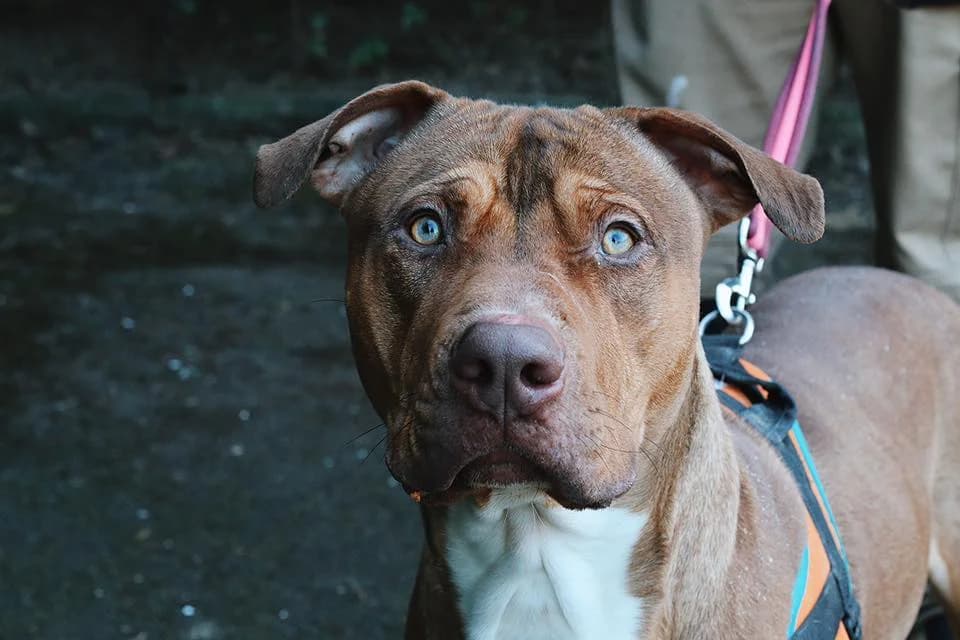 FINGERS VAA, male 7yo mixed breed for adoption at SPA Troyes, Troyes