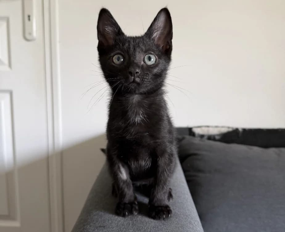 Kobby, male Mixed Breed for adoption at SPA Troyes, Troyes