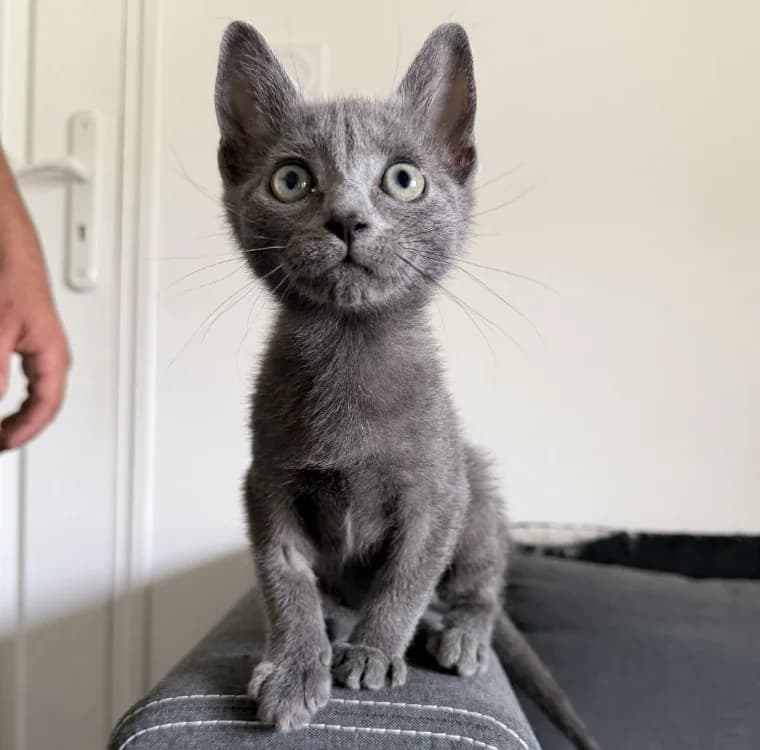 Nami, female Mixed Breed for adoption at SPA Troyes, Troyes