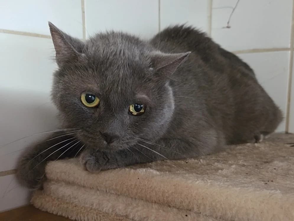 CENDRE, male 7yo Mixed Breed for adoption at SPA Troyes, Troyes