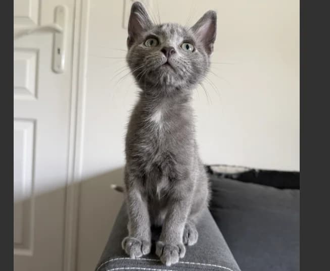 SANJI, male Mixed Breed for adoption at SPA Troyes, Troyes