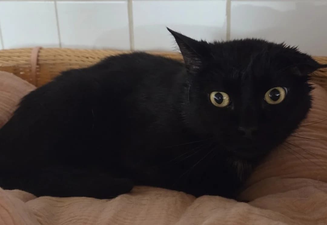 BOULE reservé, male 6yo Mixed Breed for adoption at SPA Troyes, Troyes