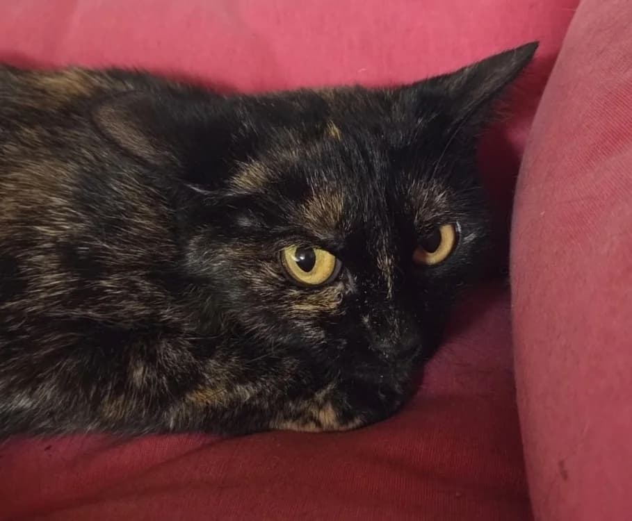 NENETTE, female 7yo Mixed Breed for adoption at SPA Troyes, Troyes