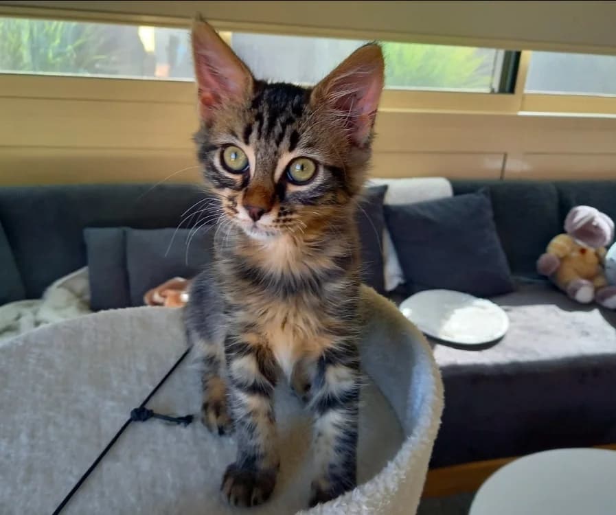 Biscotte, female Mixed Breed for adoption at SPA Troyes, Troyes
