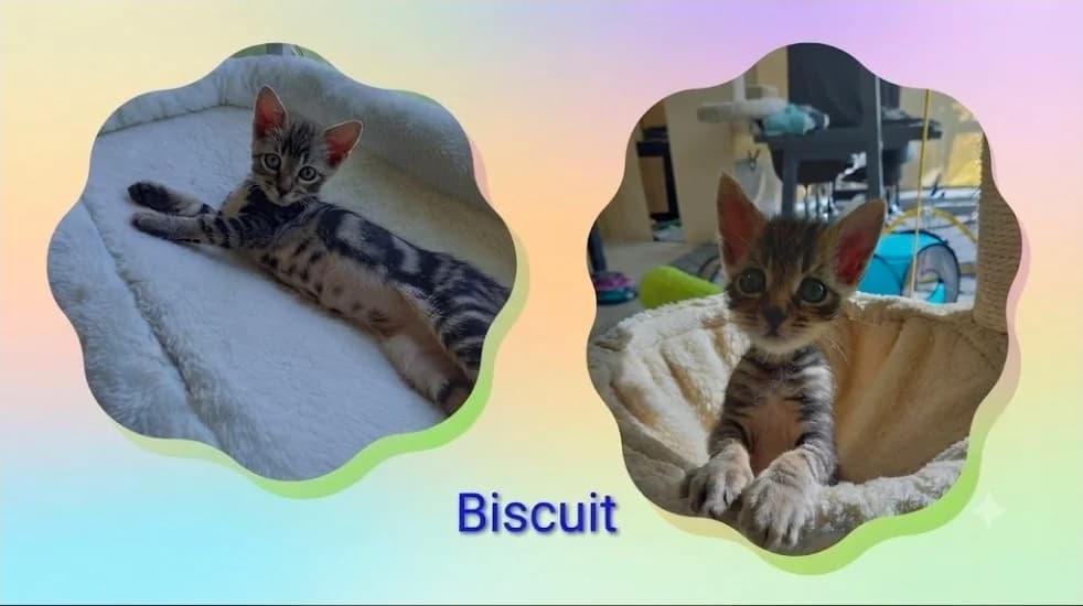 Biscuit, male puppy Mixed Breed for adoption at SPA Troyes, Troyes
