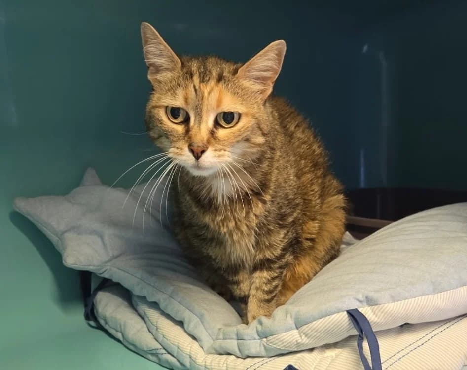 Princesse, female senior mixed breed for adoption at SPA Troyes, Troyes