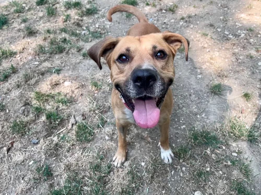 TOBBY, male 3yo Labrador Retriever for adoption at SPA Troyes, Troyes