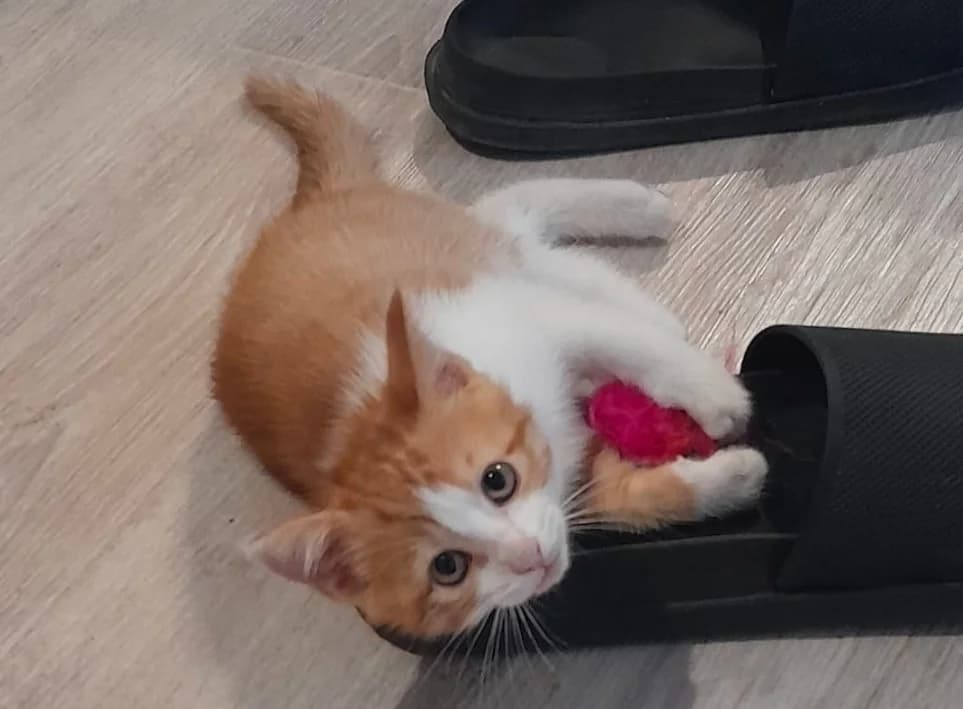 Roussette, female mixed breed for adoption at SPA Troyes, Troyes