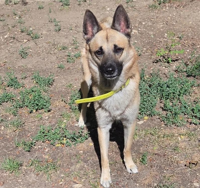 JAYRO, male 4yo Mixed Breed for adoption at SPA Troyes, Troyes