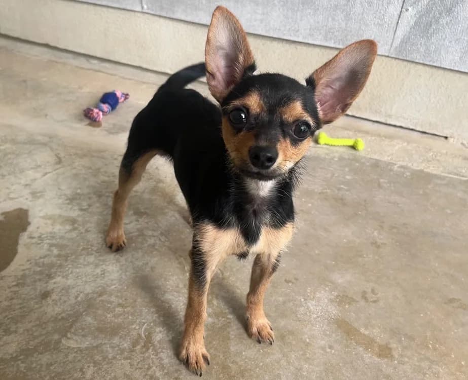MONTANA, male Mixed Breed for adoption at SPA Troyes, Troyes