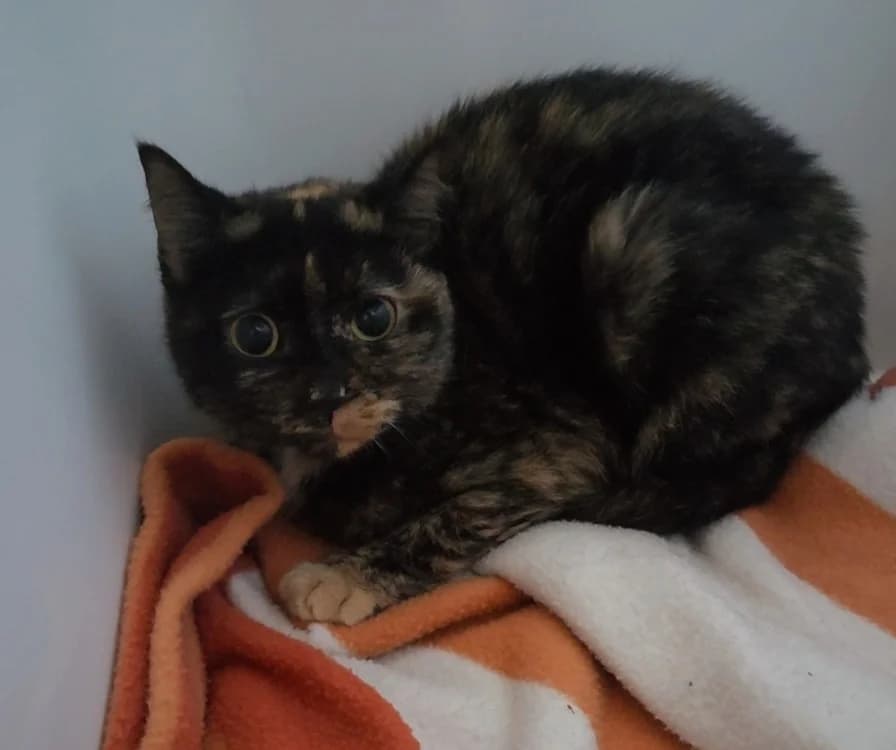 ERAS, female 3yo Mixed Breed for adoption at SPA Troyes, Troyes