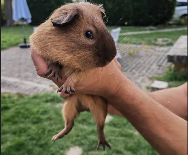 NORTH, male Mixed Breed for adoption at SPA Troyes, Troyes