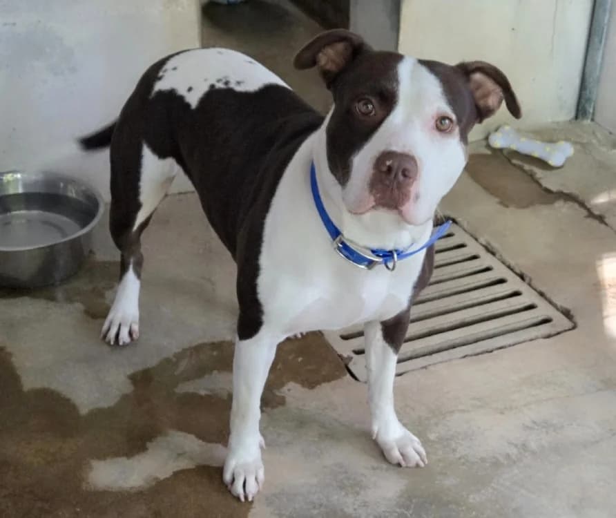 ISIS, female young Mixed Breed for adoption at SPA Troyes, Troyes