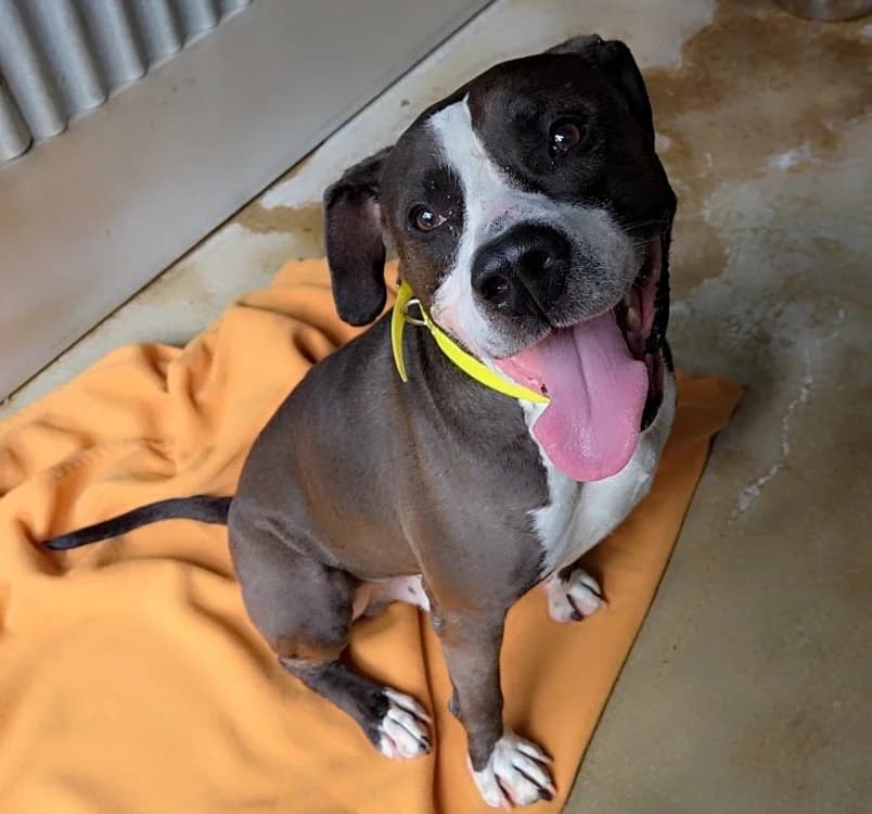 SPEEDY, male 7yo Mixed Breed for adoption at SPA Troyes, Troyes