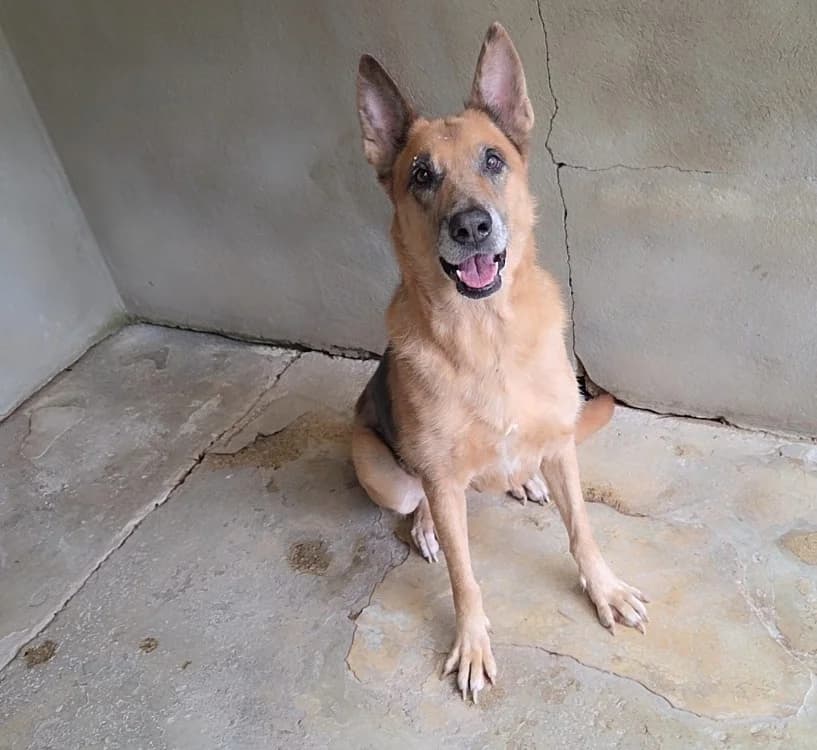 Baissa, female senior German Shepherd for adoption at SPA Troyes, Troyes