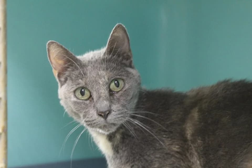 BAGUERA, female senior mixed breed for adoption at Chameyrat), Tulle