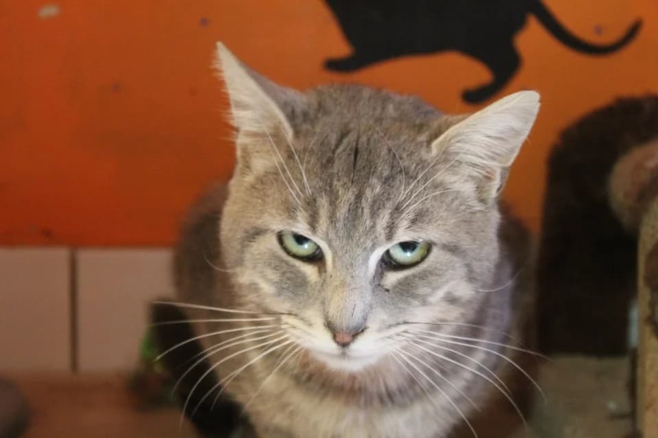 BONUS, male 4yo mixed breed for adoption at Chameyrat), Tulle