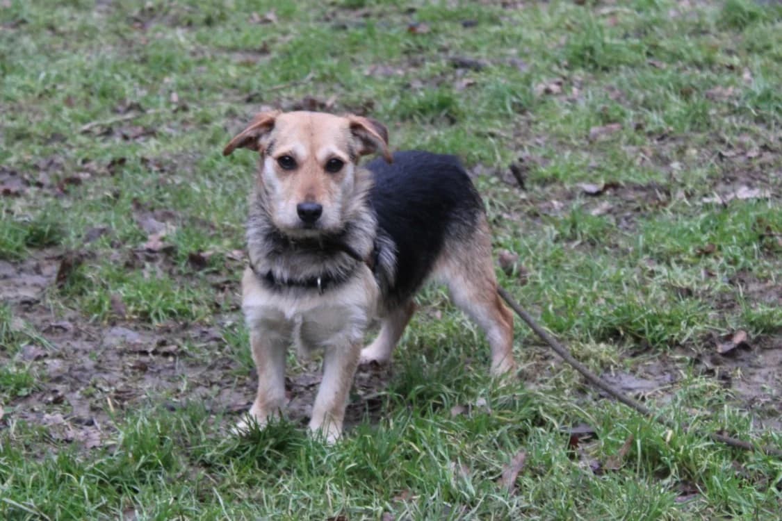 opale, female 3yo mixed breed for adoption at Chameyrat), Tulle