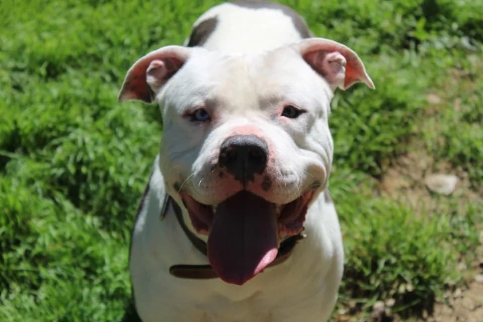 zion, male young mixed breed for adoption at Chameyrat), Tulle