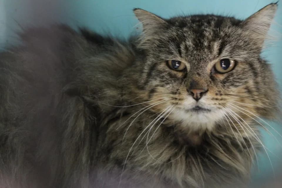 bertrand, male senior Mixed Breed for adoption at Chameyrat), Tulle
