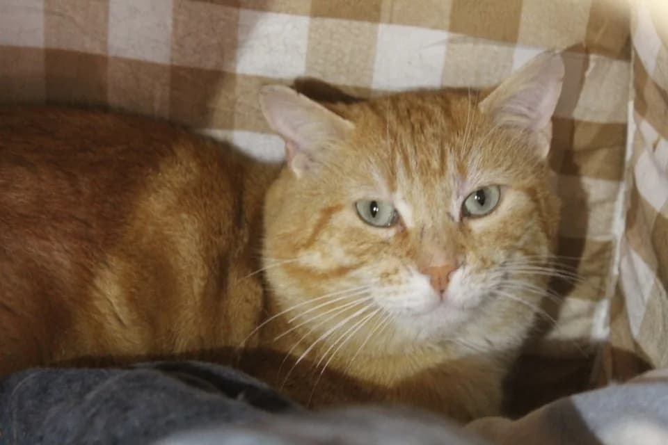 BOUH, male 5yo Mixed Breed for adoption at Chameyrat), Tulle
