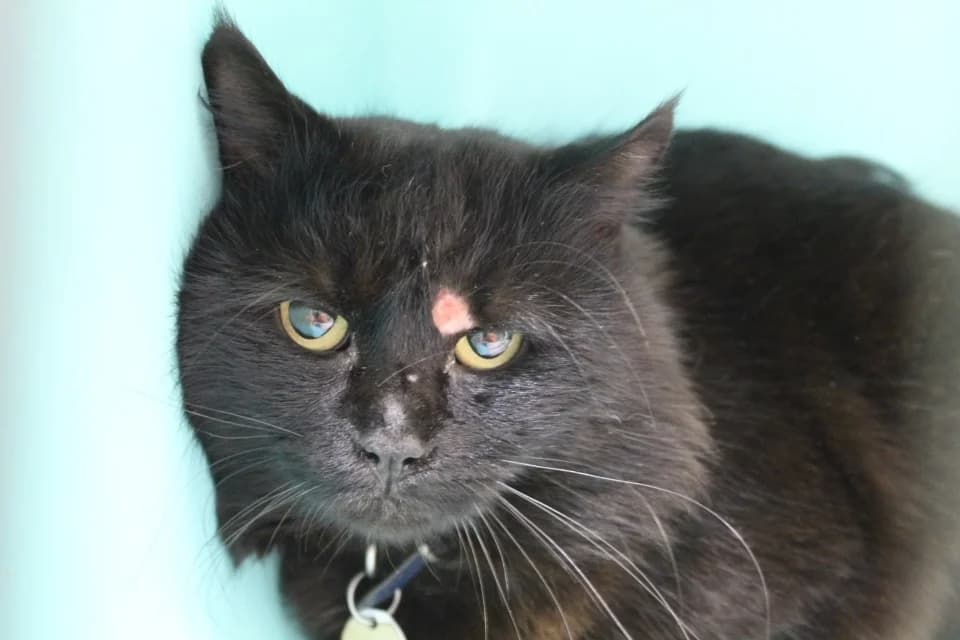 bunny, male 7yo Mixed Breed for adoption at Chameyrat), Tulle