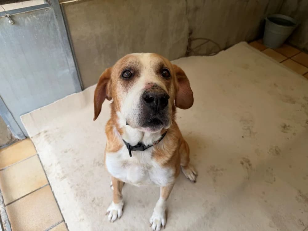 babar, male senior Labrador Retriever for adoption at Chameyrat), Tulle