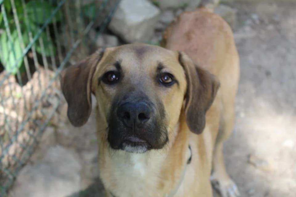 buzz, male mixed breed for adoption at Chameyrat), Tulle