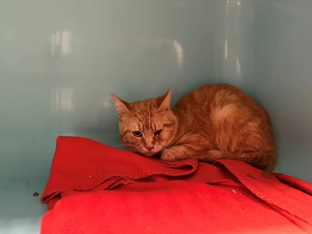 GARFIELD, male young Mixed Breed for adoption at Chameyrat), Tulle