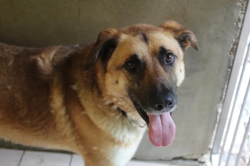 raul, male 4yo mixed breed for adoption at Chameyrat), Tulle