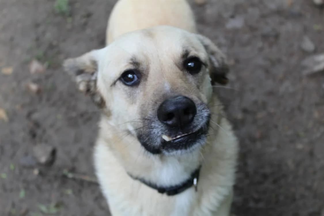 miguelito, male 5yo mixed breed for adoption at Chameyrat), Tulle